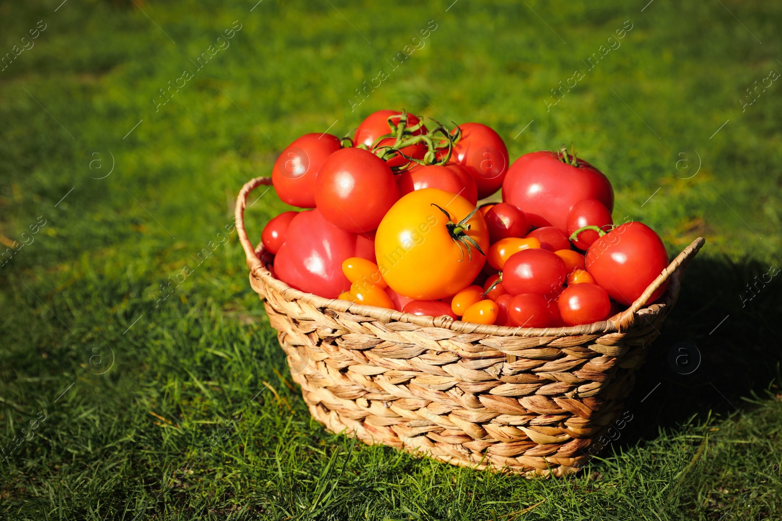 Photo of Wicker basket with fresh tomatoes on green grass outdoors