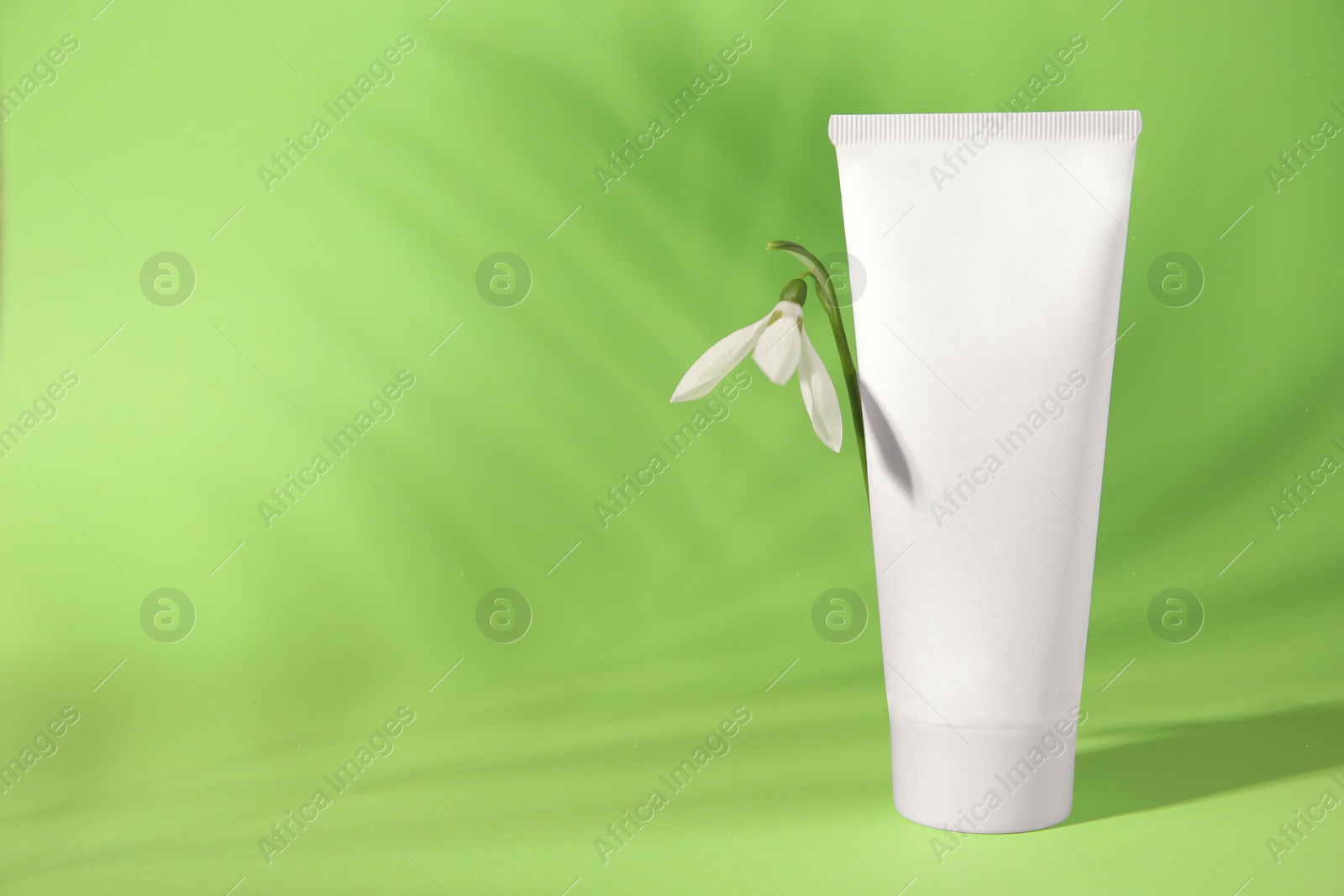 Photo of Cream and snowdrop flower on light green background, space for text