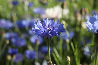 Photo of Beautiful blue cornflower in meadow on sunny day, closeup