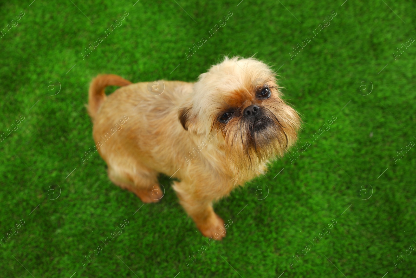 Photo of Studio portrait of funny Brussels Griffon dog looking into camera on green grass