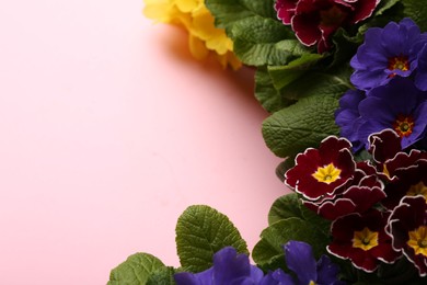 Photo of Beautiful primula (primrose) plants with colorful flowers on pink background, space for text. Spring blossom
