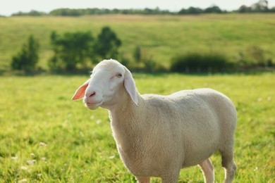 Cute sheep grazing outdoors on sunny day. Farm animal