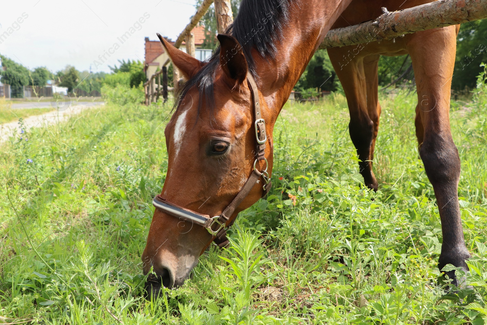 Photo of Beautiful horse grazing on green grass in paddock outdoors