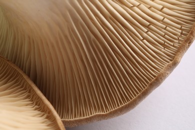 Photo of Fresh oyster mushrooms on white background, macro view