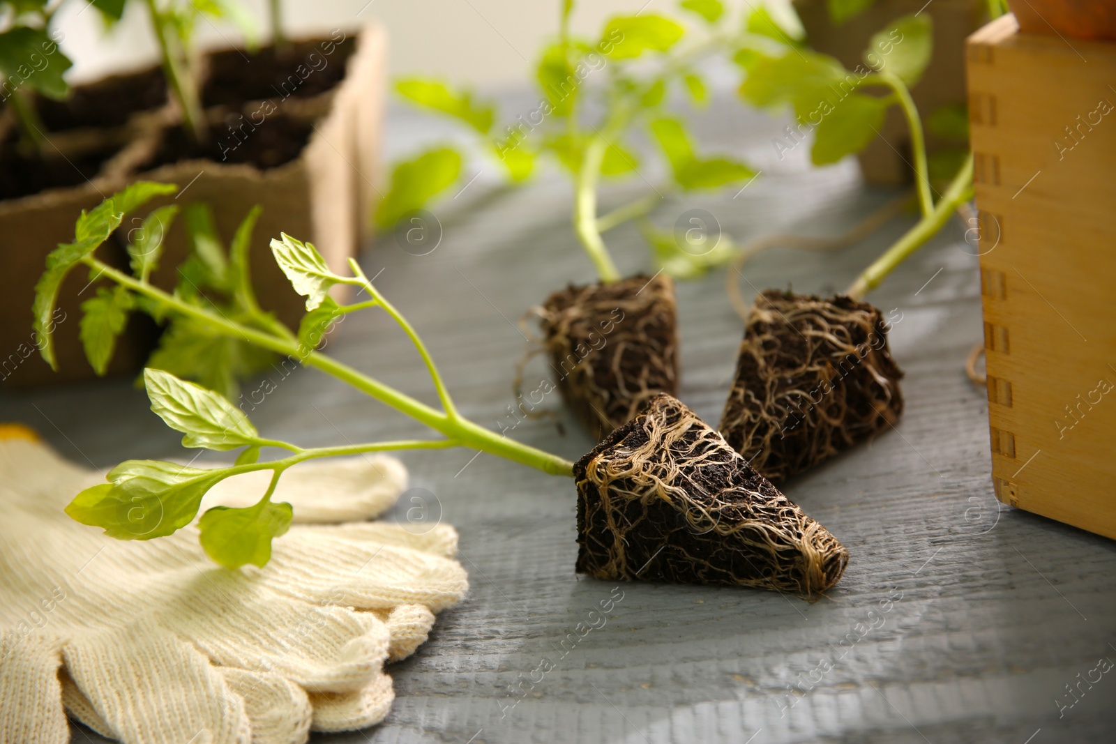 Photo of Green tomato seedlings and gloves on grey wooden table, closeup