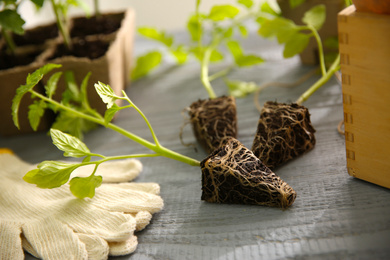 Green tomato seedlings and gloves on grey wooden table, closeup