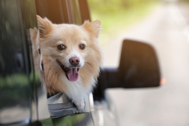 Photo of Cute dog peeking out car window, space for text