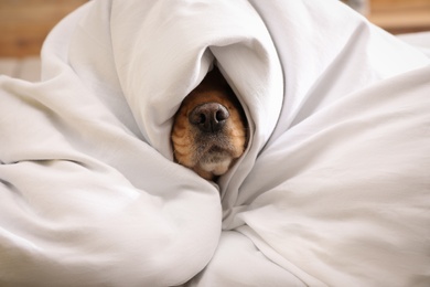 Photo of Cute English cocker spaniel covered with soft blanket indoors, closeup