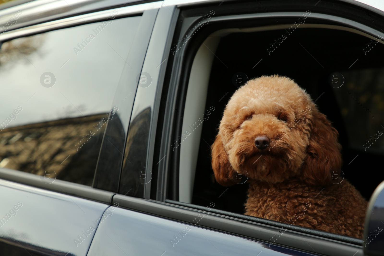 Photo of Cute dog in black car, view from outside