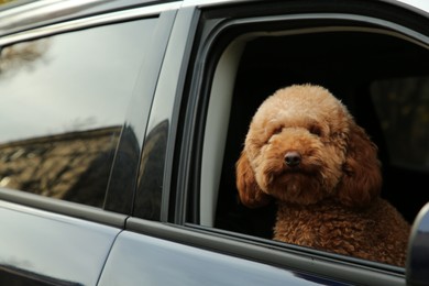 Photo of Cute dog in black car, view from outside