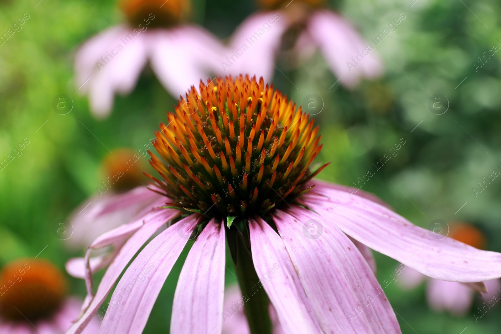 Photo of Beautiful pink Echinacea flower on blurred background, closeup