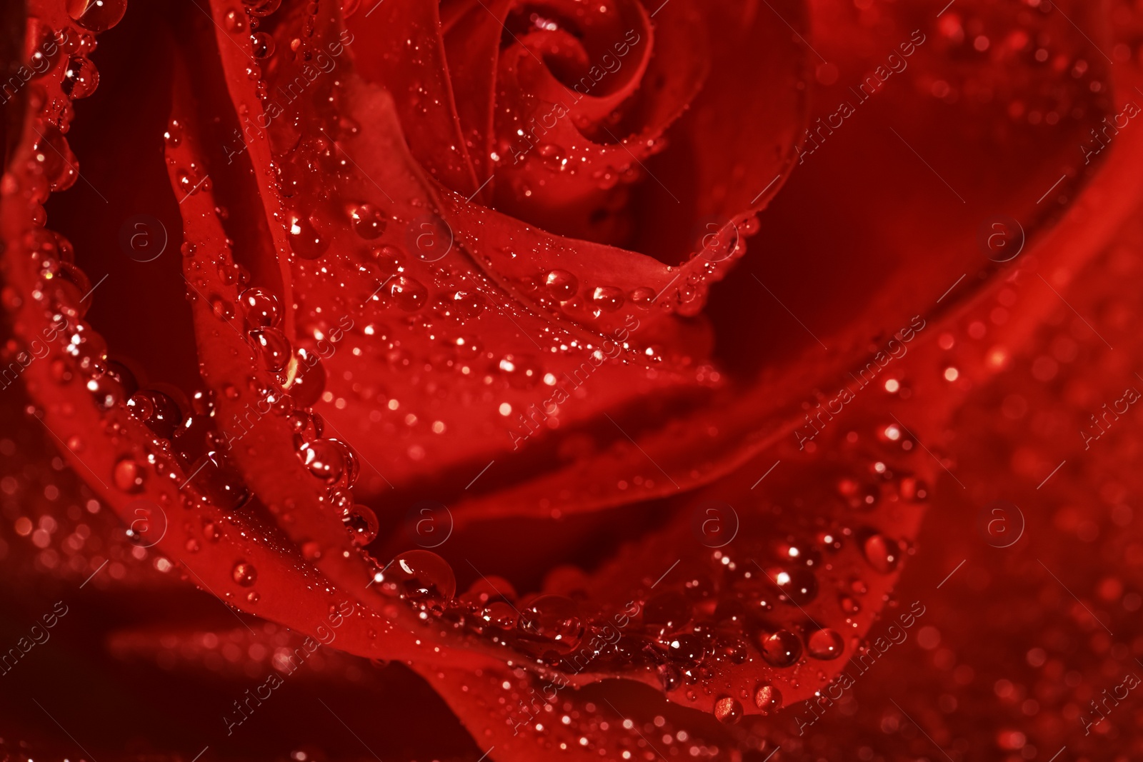 Photo of Closeup view of beautiful blooming red rose with dew drops as background