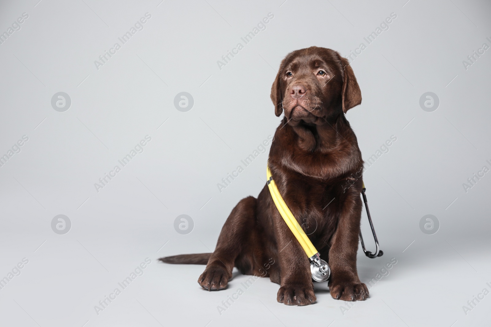 Photo of Cute Labrador dog with stethoscope as veterinarian on light grey background