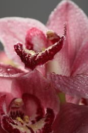 Closeup view of beautiful blooming flower with dew drops