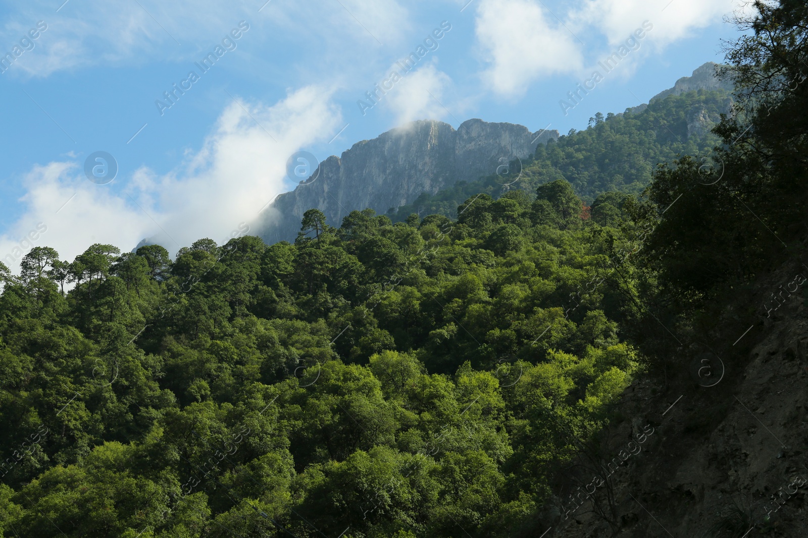 Photo of Big mountains and trees under cloudy sky