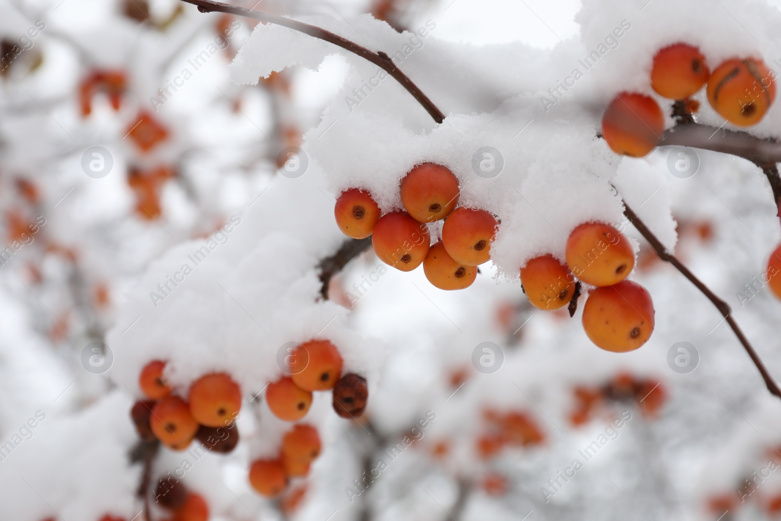 Photo of Rowan tree branches with berries covered snow outdoors, closeup