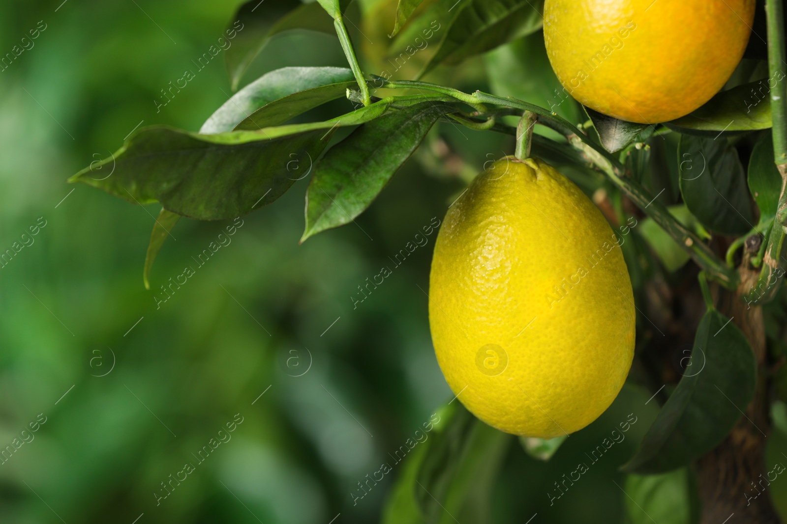 Photo of Closeup view of lemon tree with ripe fruits outdoors