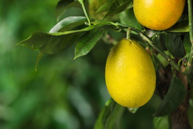 Photo of Closeup view of lemon tree with ripe fruits outdoors