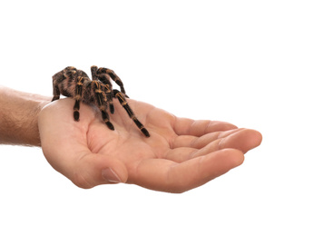 Photo of Man holding striped knee tarantula on white background, closeup