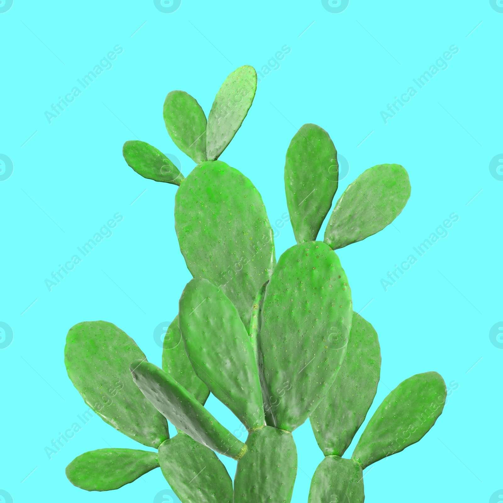 Image of Beautiful green cactus plant on cyan background