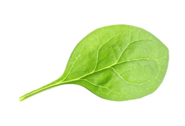 Fresh green healthy baby spinach leaf isolated on white