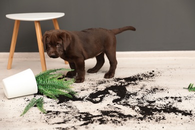 Photo of Chocolate Labrador Retriever puppy with overturned houseplant at home