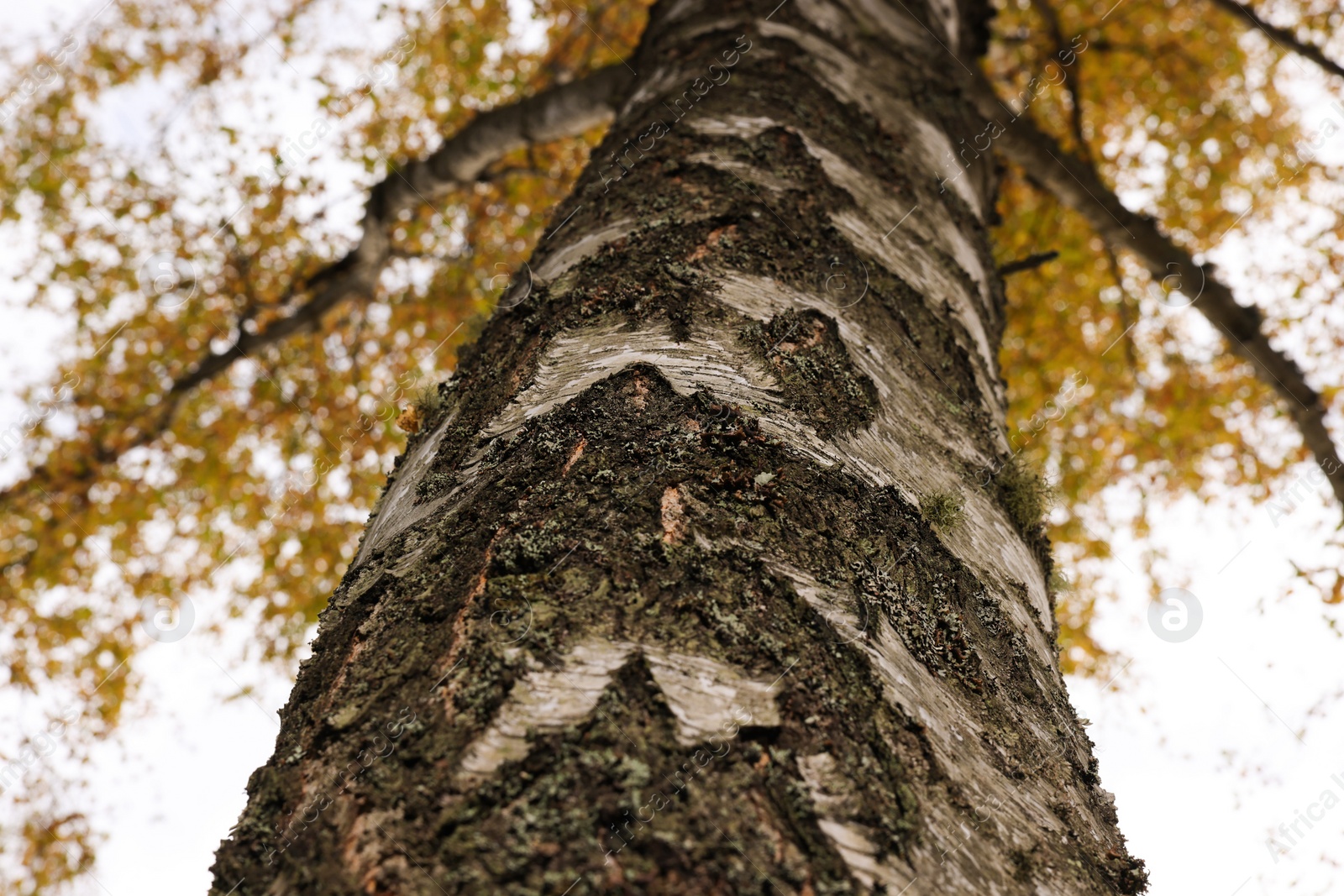 Photo of Texture of bark on tree trunk outdoors, low angle view