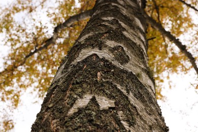 Texture of bark on tree trunk outdoors, low angle view