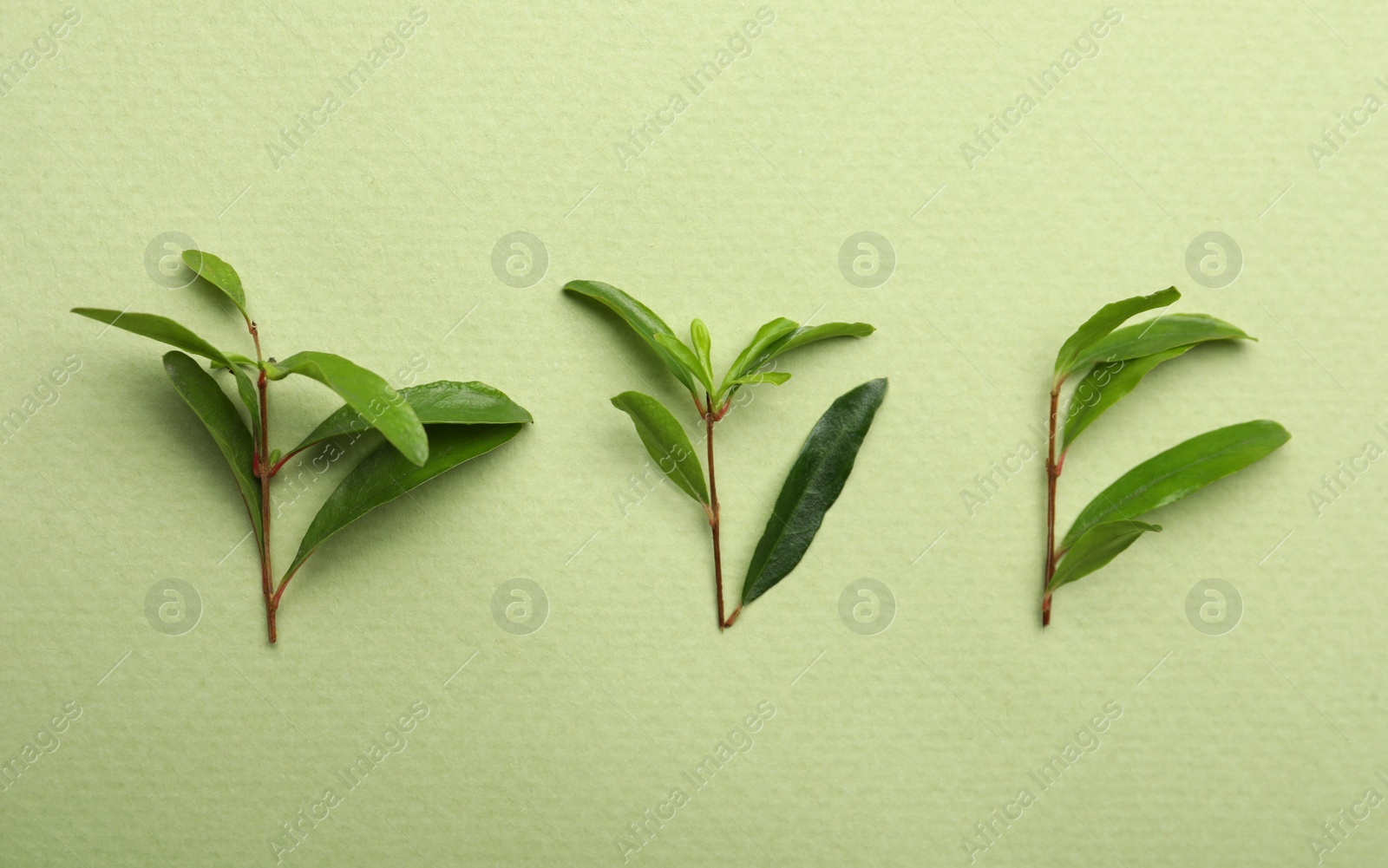 Photo of Pomegranate branches with lush leaves on light green background, flat lay