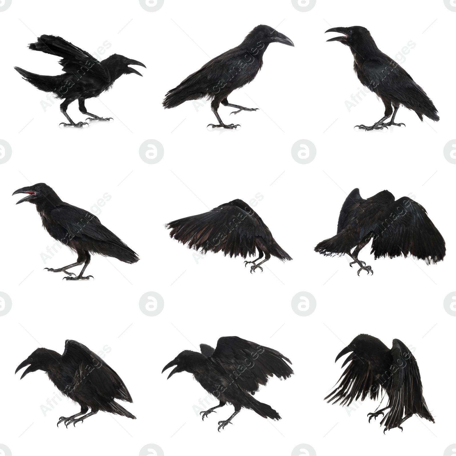 Image of Collage with black ravens on white background 