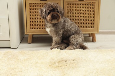 Photo of Cute dog near wet spot on beige carpet at home