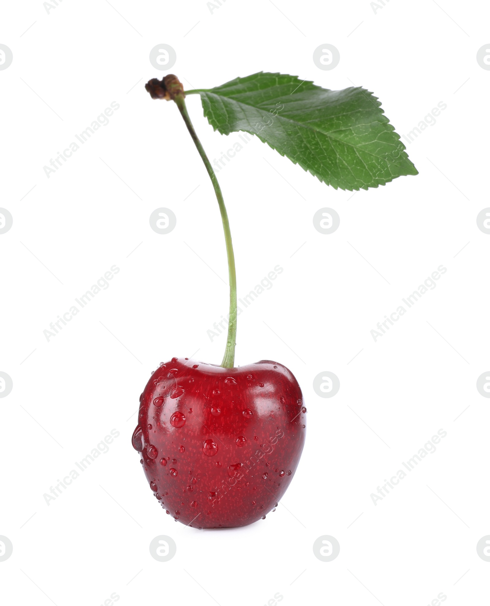 Photo of Wet ripe sweet cherry with leaf isolated on white