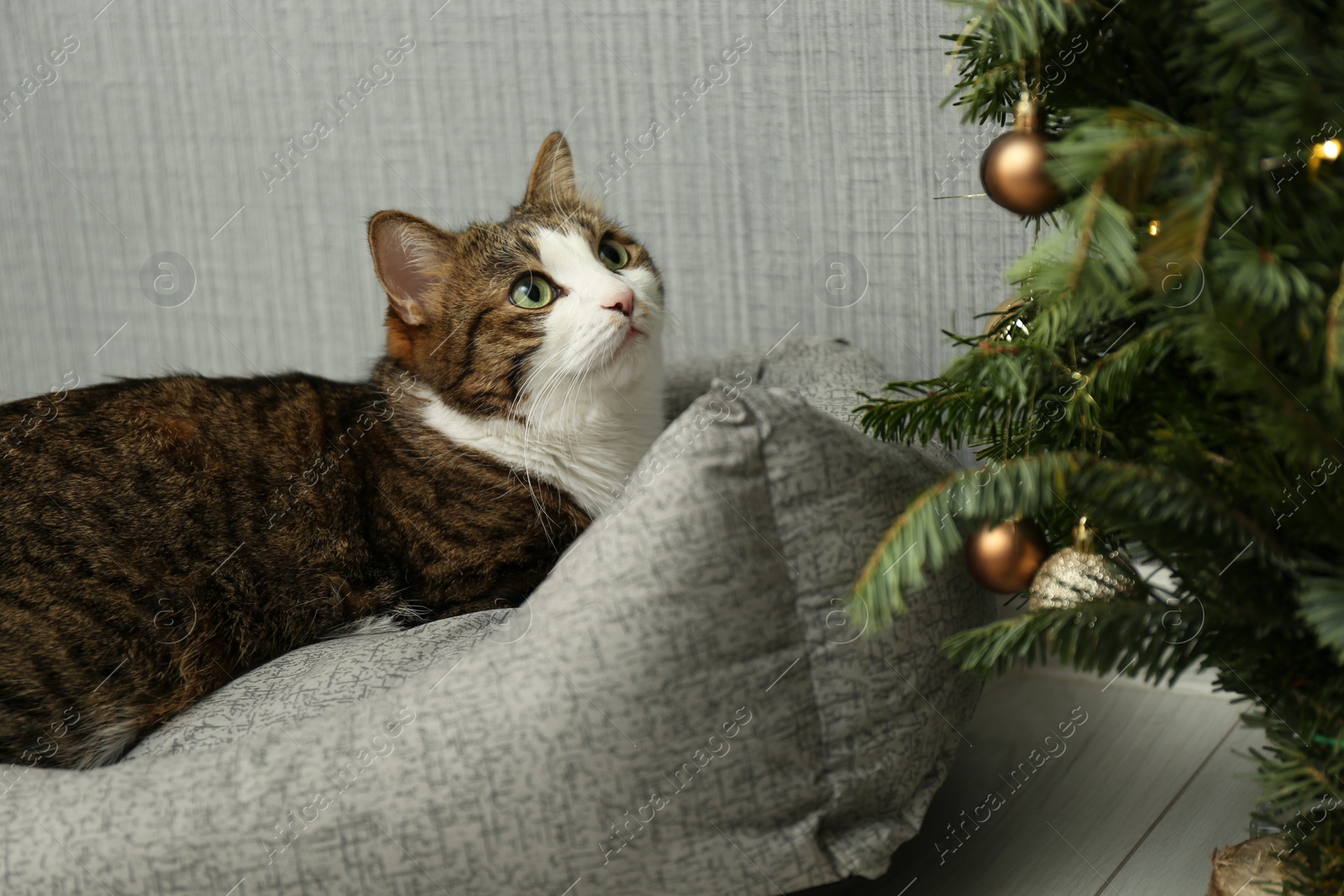 Photo of Cute cat on pet bed near Christmas tree at home