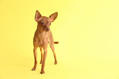 Photo of Cute toy terrier on color background, space for text. Domestic dog