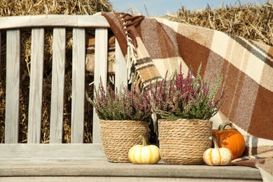 Photo of Beautiful composition with heather flowers in pots and pumpkins on wooden bench outdoors, space for text