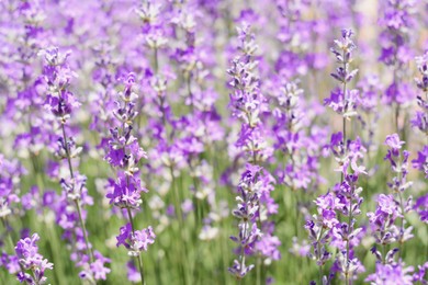 Photo of Beautiful lavender flowers growing in field, closeup