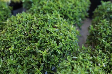 Photo of Many beautiful green oregano plants, closeup view