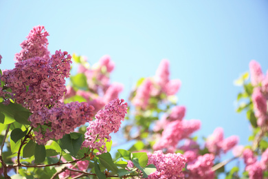 Photo of Closeup view of beautiful blossoming lilac shrub outdoors