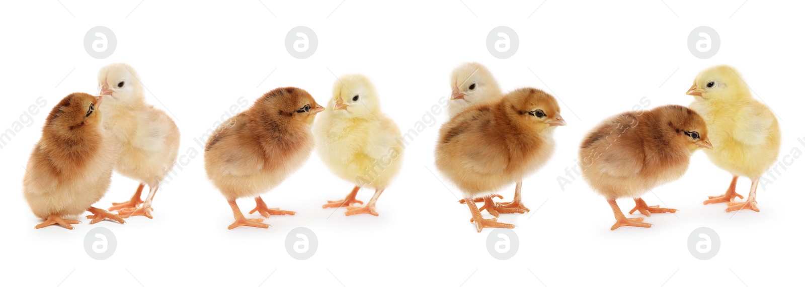 Image of Collage with small cute baby chickens isolated on white