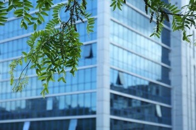 Beautiful tree branch with green leaves near modern building outdoors, closeup. Space for text