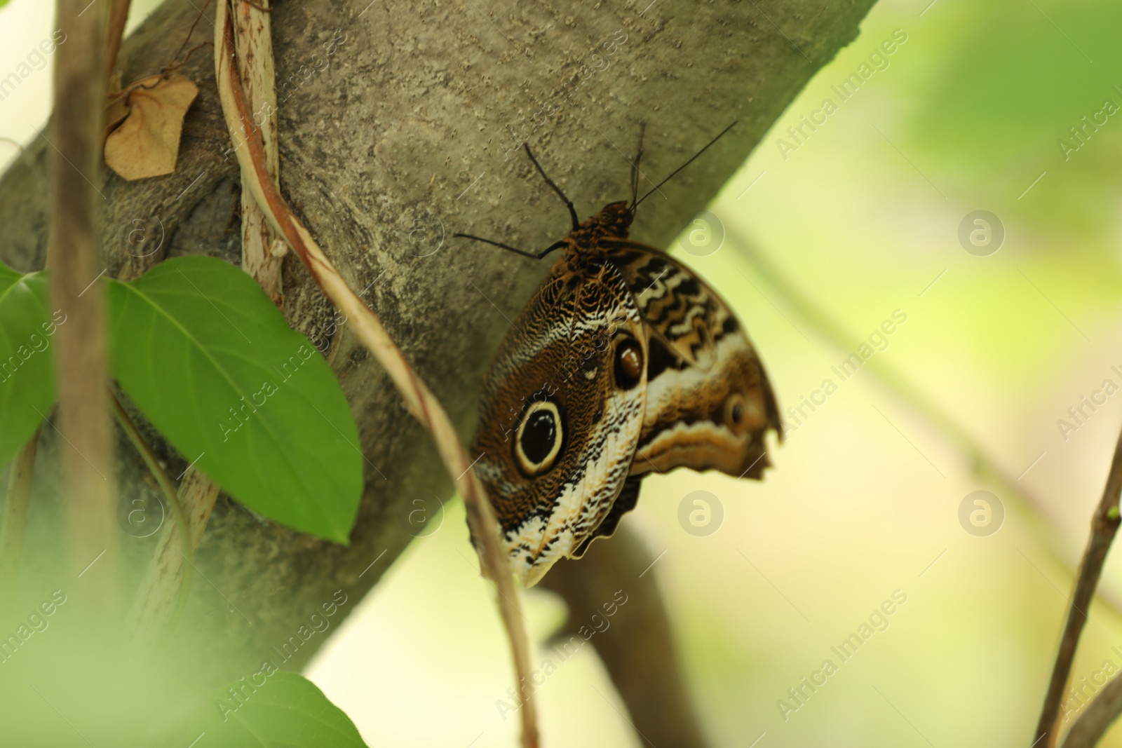 Photo of Beautiful exotic butterfly on tree branch outdoors
