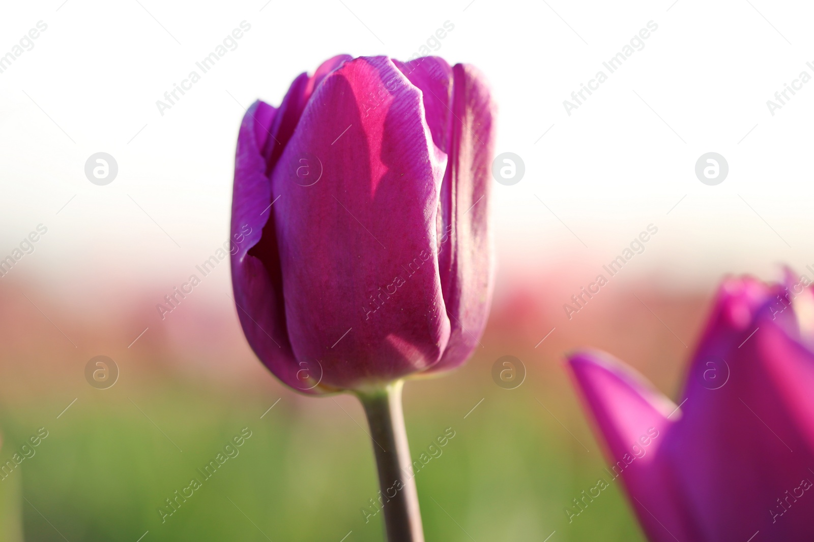 Photo of Closeup view of beautiful fresh tulip on field. Blooming spring flowers