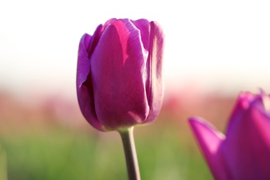 Photo of Closeup view of beautiful fresh tulip on field. Blooming spring flowers