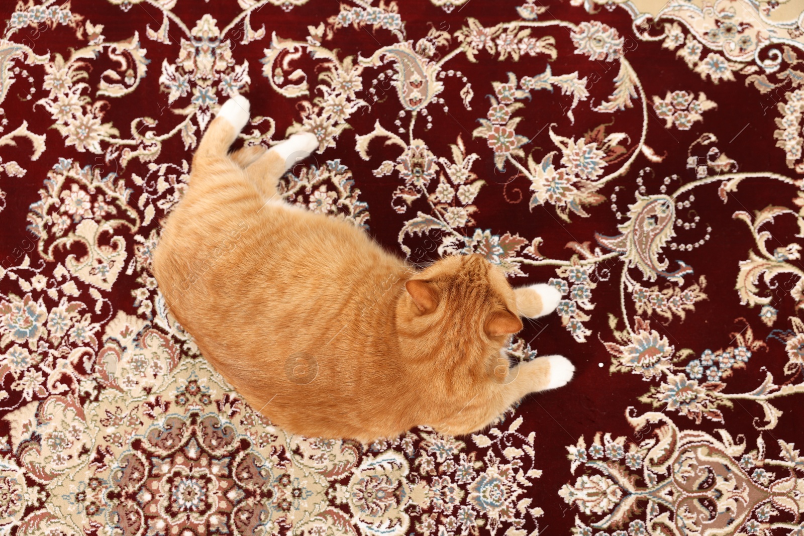 Photo of Cute ginger cat lying on carpet with pattern, top view