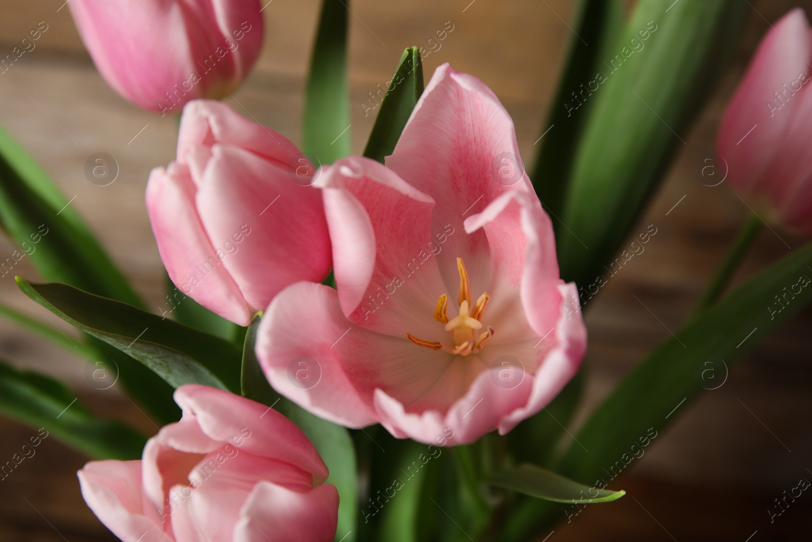 Photo of Beautiful pink spring tulips on wooden background, closeup