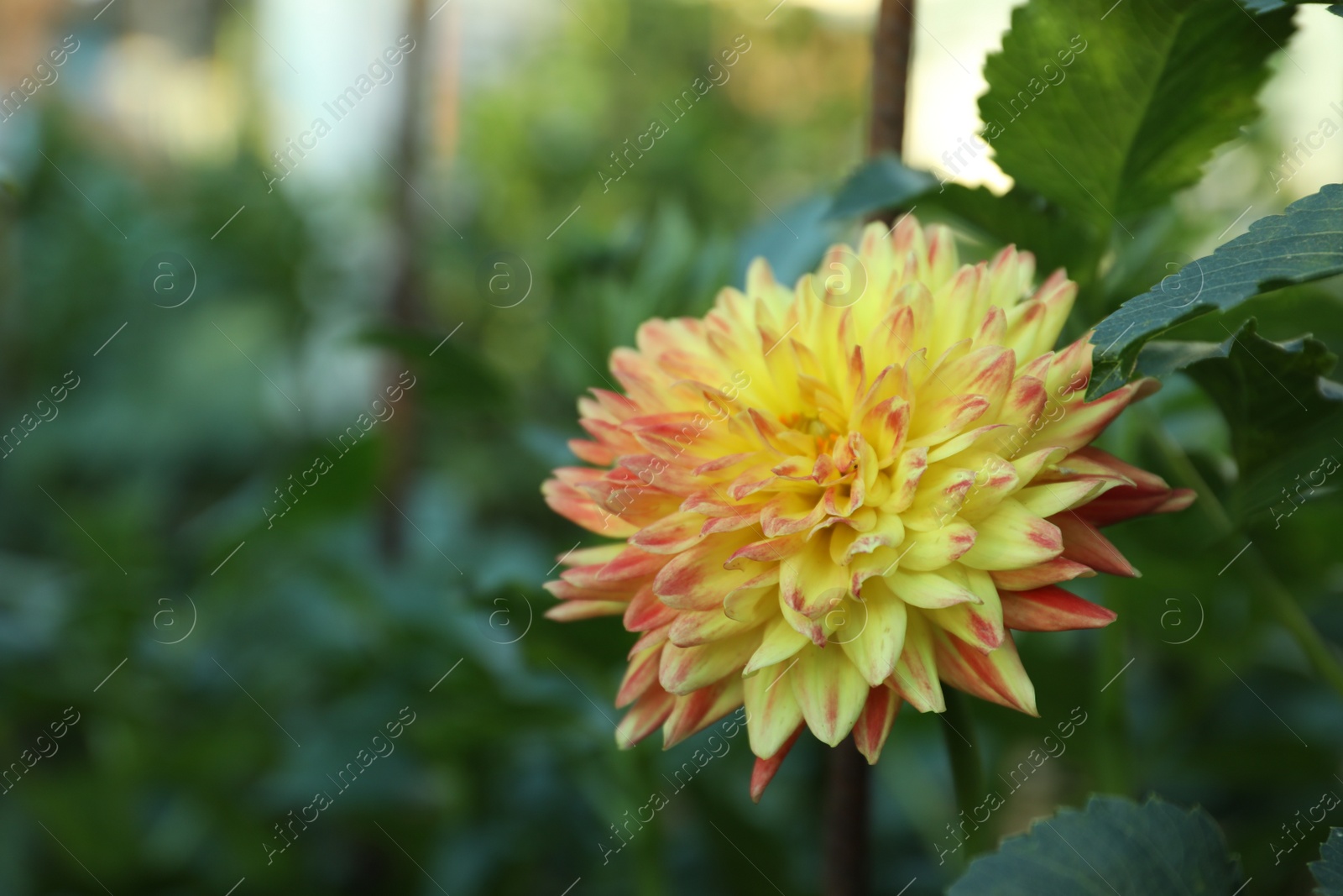 Photo of Beautiful blooming yellow dahlia flower in green garden