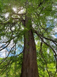 Beautiful tall tree with green leaves in park, low angle view