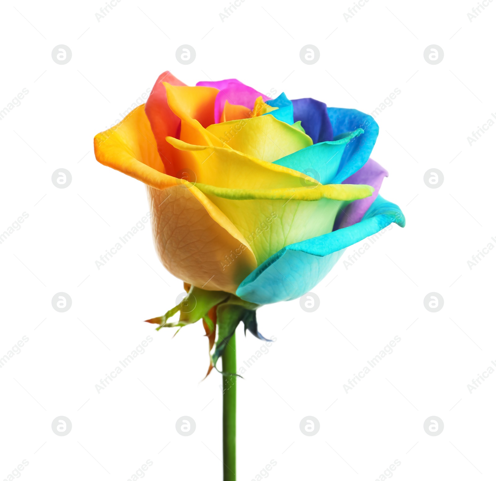 Photo of Amazing rainbow rose flower on white background