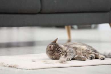 Photo of Pet shedding. Cute cat with lost hair on floor indoors, space for text