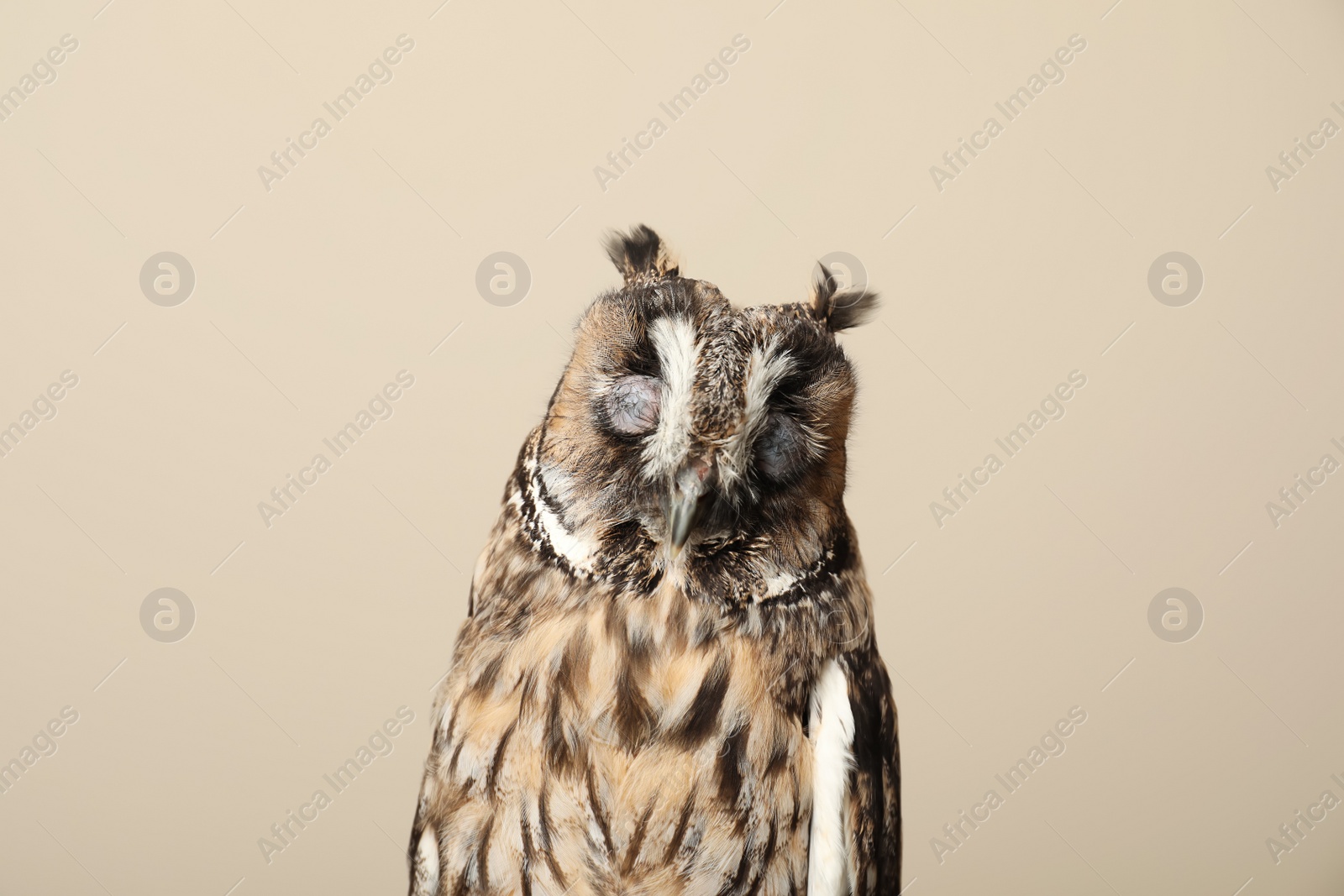 Photo of Beautiful eagle owl on beige background. Predatory bird